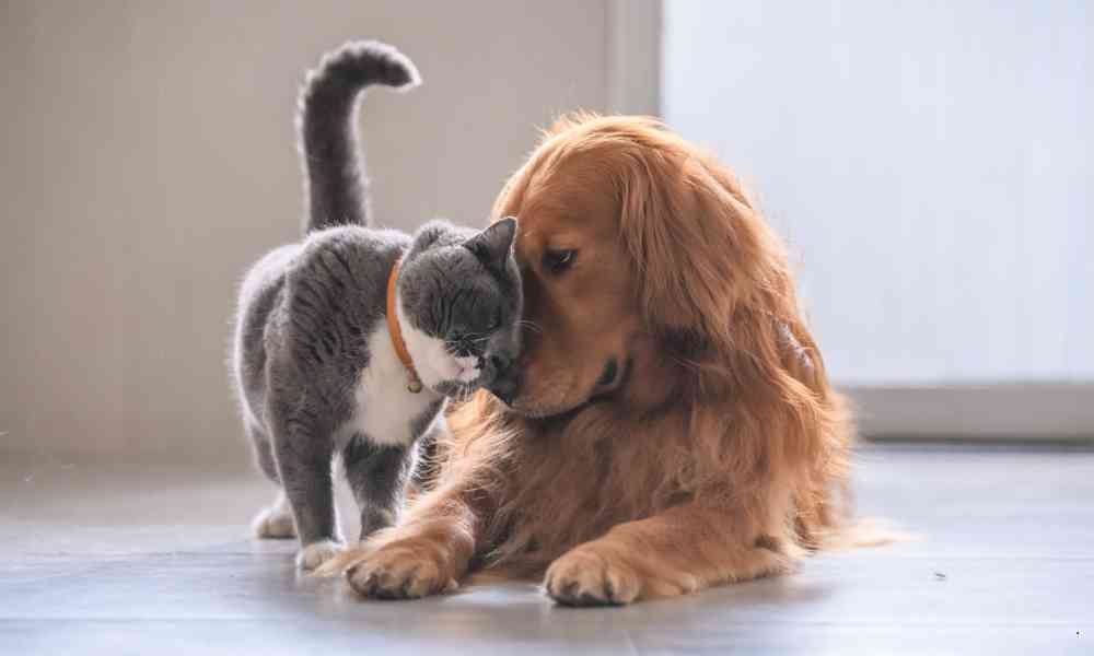 Alasan di Balik Kenapa Anjing Anda Takut Sama Kucing Jalanan