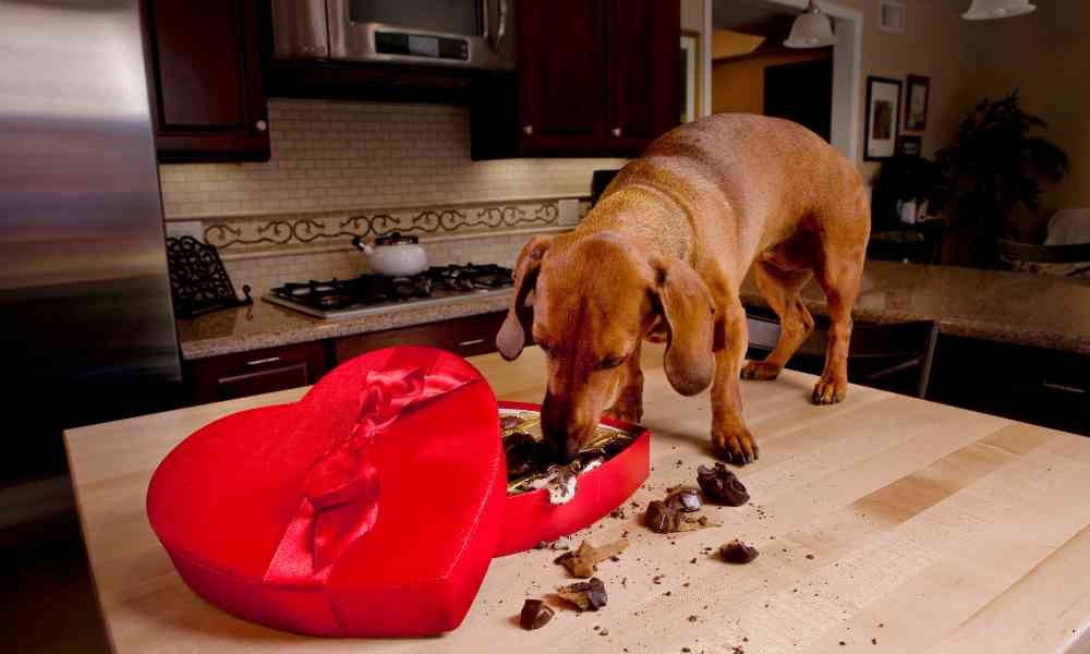Alasan Sains Kenapa Anjing Tidak Boleh Makan Coklat dan Sangat Berbahaya