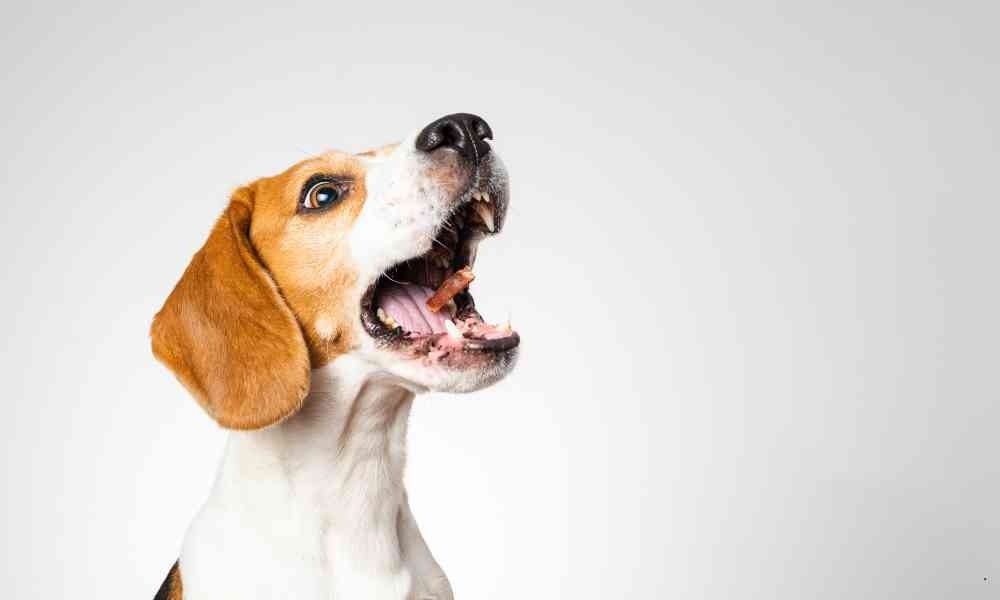 Anjing Menggonggong Tengah Malam: Penyebab, Solusi, dan Tips Praktis Mengatasinya