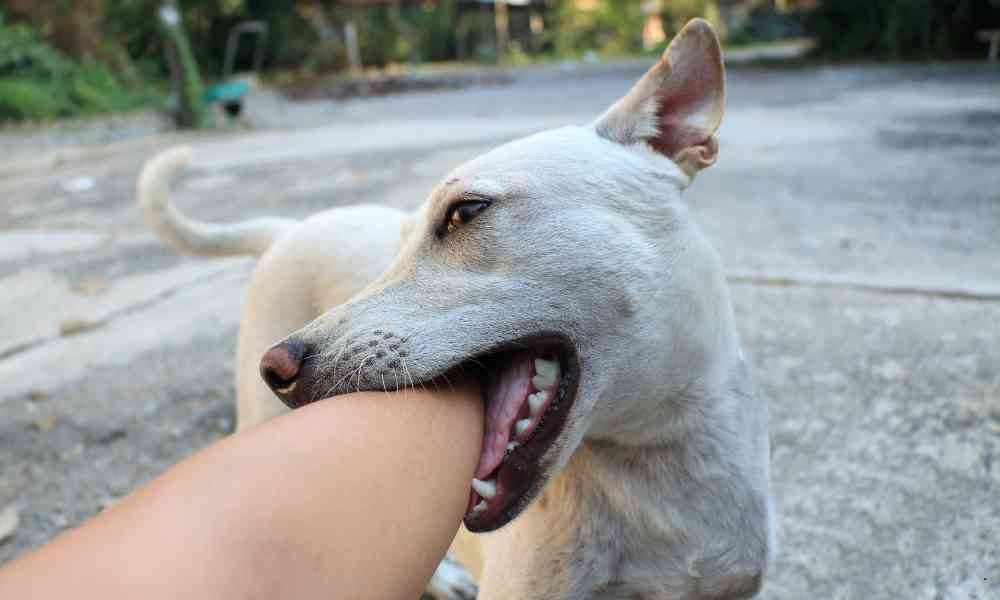 Cara Efektif Melatih Anak Anjing Agar Tidak Menggigit Tangan Kita