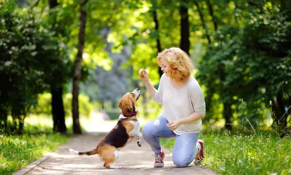 Cara Melatih Anjing Agar Patuh (Jinak dan Nurut) Buat Dog Owner Baru