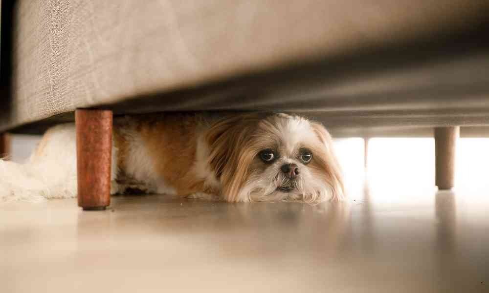 Cara Mengatasi Anjing yang Takut ke Dokter Hewan