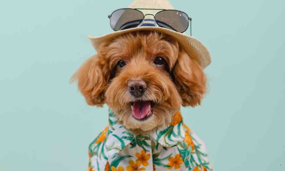 Cara Mudah Melatih Anak Anjing Pudel yang Baru Diadopsi