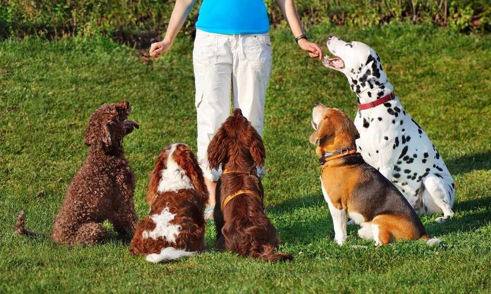 Cari Dog Trainer Terdekat Taman Anggrek Residence, Central Park, Royal Medit, Tanjung Duren, Grogol, dan Sekitarnya
