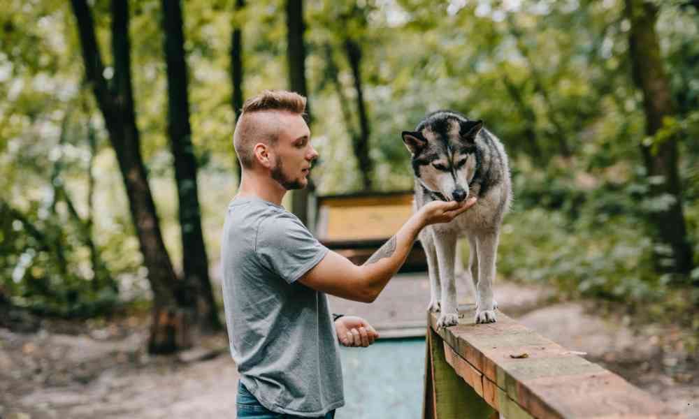 Dog Trainer Jakarta Spesialis Potty Training (Melatih Buang Air)