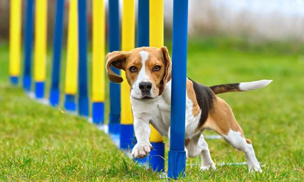 Dog Trainer Tangerang Panggilan ke Rumah (Alam Sutera, Gading Serpong, BSD City, dan Karawaci)