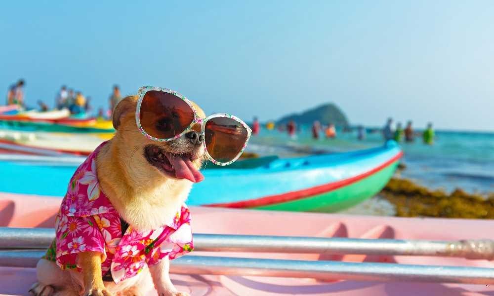 Jasa Dog Trainer di Kota Denpasar Bali: Area Seminyak dan Sekitarnya