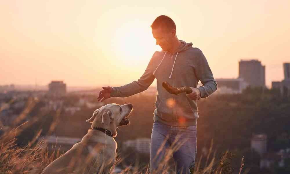Jasa Dog Trainer Favorit Dog Owner Wilayah Jakarta Selatan