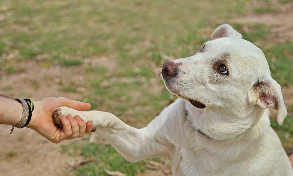 Pilihan Terbaik Sekolah Anjing Jakarta untuk Anak Anjing Kesayangan