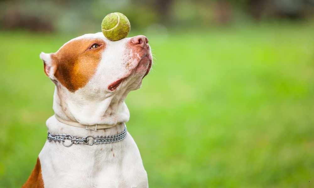 Sekolah Anjing di Tangerang: Wilayah Alam Sutera, Gading Serpong, BSD City, dan Karawaci