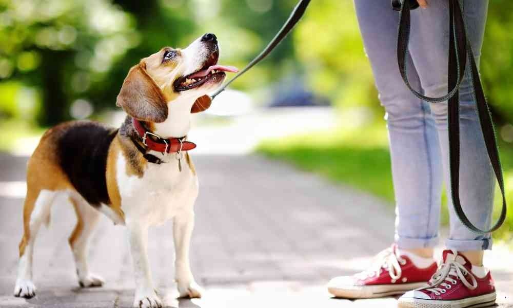 Sekolah Pelatihan Anak Anjing oleh Dog Trainer Pilihan Favorit Warga Jakarta Barat